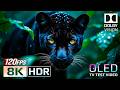 Amazon Jungle in HDR Dolby Vision™ 60fps | OLED Demo Ultra HD Dolby Vision