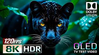 Amazon Jungle in HDR Dolby Vision™ 60fps | OLED Demo Ultra HD Dolby Vision