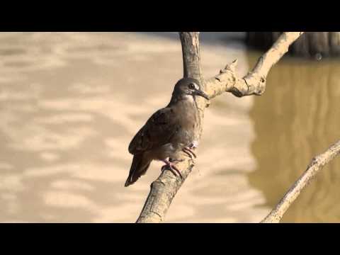 Ruddy Ground-Dove (Columbina