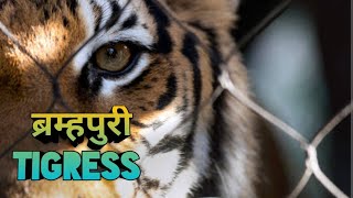 ब्रम्हपुरी Tigress । Bramhapuri Tigress । शिकार कहानी । Shikar Story । Best Story Narration ।  Tiger