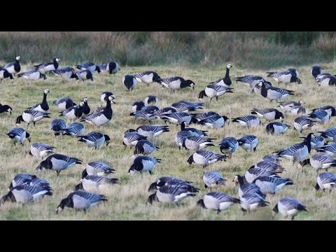 American Farmers Deal With Millions Of Wild Animals That Damage Crops This Way