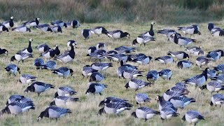 American Farmers Deal With Millions Of Wild Animals That Damage Crops This Way