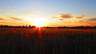 Golden sky over grassland status