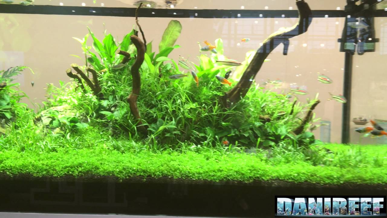 201605 DeJong MarineLife - AquaFlora - Fresh Water Aquariums - UHD 4K