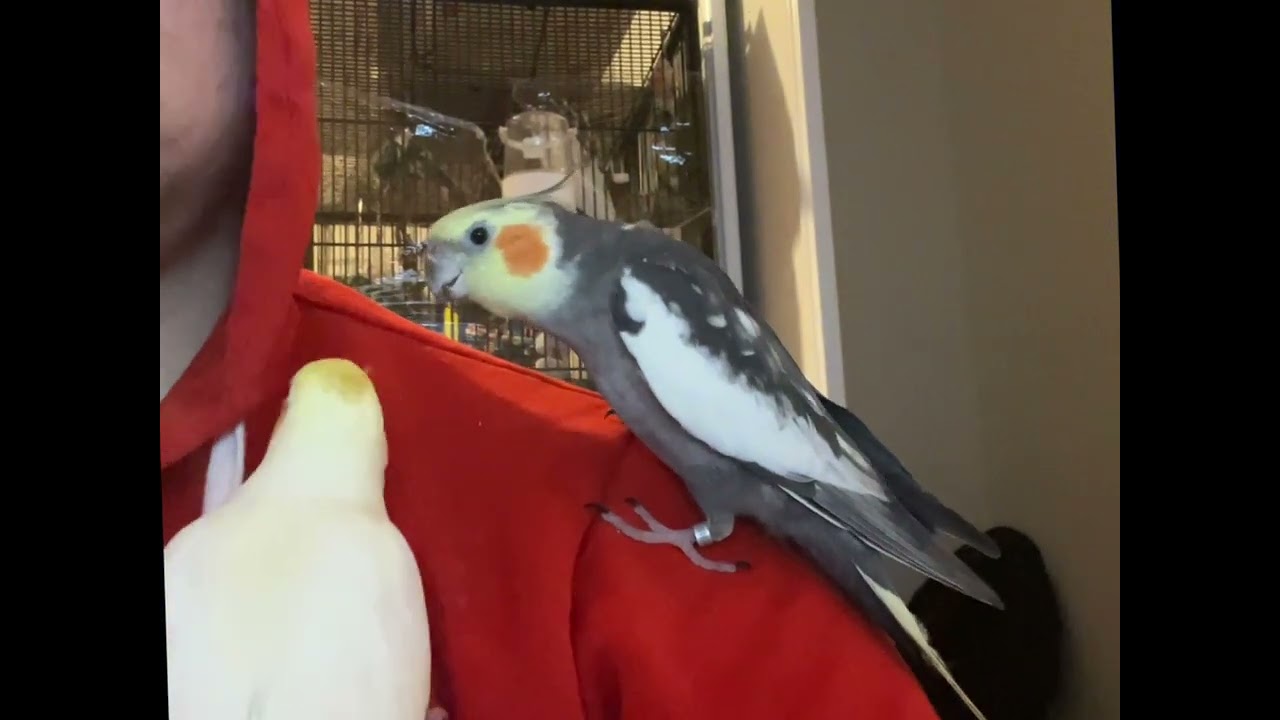 Male cockatiel singing a beautiful love song for his mate 🎶🦜#oiseaux #cockatiel #viralvideo 