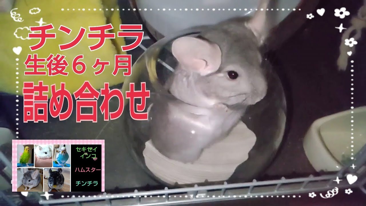 思い出】可愛すぎるチンチラパパの6ヶ月の頃の可愛い詰め合わせ！(回し