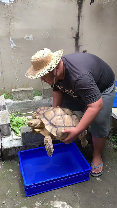 Kura-kura Sulcata JUMBO Berendam