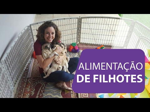 Vídeo: Como Alimentar Um Filhote De Pug