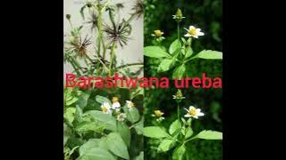 Abakwangaga/abakurogaga bahuje umugambi barashwana ubibona!!!!!!