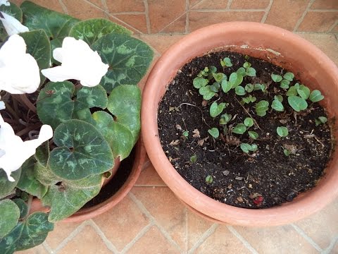 Video: Cómo Cultivar Ciclamen A Partir De Semillas En Casa: Instrucciones Paso A Paso Con Fotos Y Videos