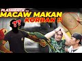 KEDATANGAN MACAW GREEN WING BUAT JODOH KAKAW