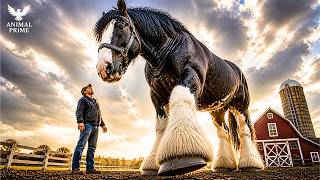 Shire Horse – The Largest Horse Ever Bred by Humans? | Animal Documentary