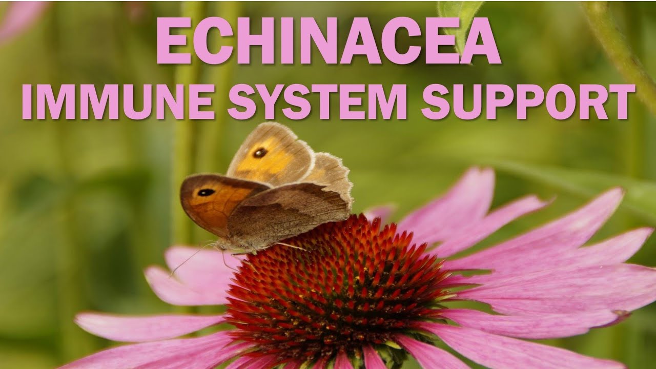 Echinacea: Immune System Support