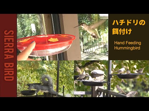 [Bird Watching] Hand feeding Hummingbird/Group of pine siskin eat seeds / Squirrel wants to eat