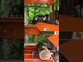 Sawing 1st Slab from a small Walnut Log!!