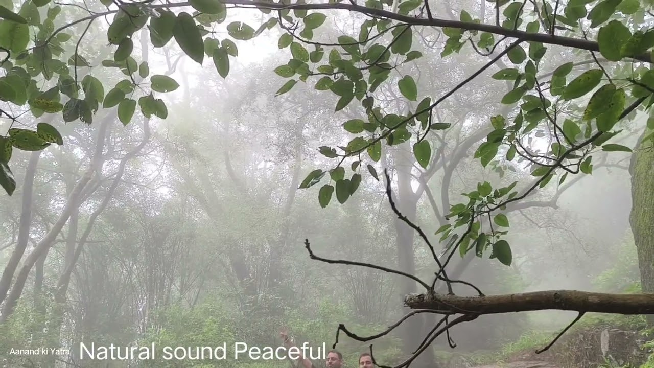 Birds Noise beautiful trees🎄| Beautiful Tree 🌴 view | Natural sound Peaceful | 🐦 Birds | 4K VIDEO 