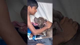 പുറത്തേക്ക് വരാൻ plan ഇല്ല 😅❤️#shots #pets