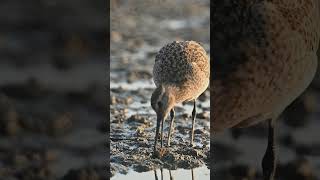 Long-billed Curlew Feeding in Wetlands Beak Hunting in Action#LongBilledCurlew #Curlew #Shorebird