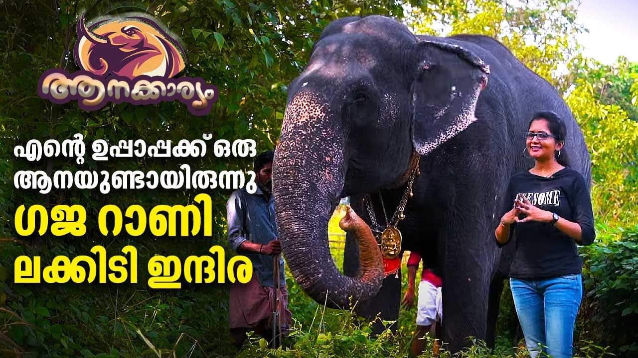 EP 05 | ന്റെ ഉപ്പാപ്പക്ക് ഒരു ആനയുണ്ടായിരുന്നു ഗജ റാണി ലക്കിടി ഇന്ദിര | Aanakkaryam