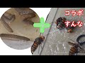 オオスズメバチ襲撃