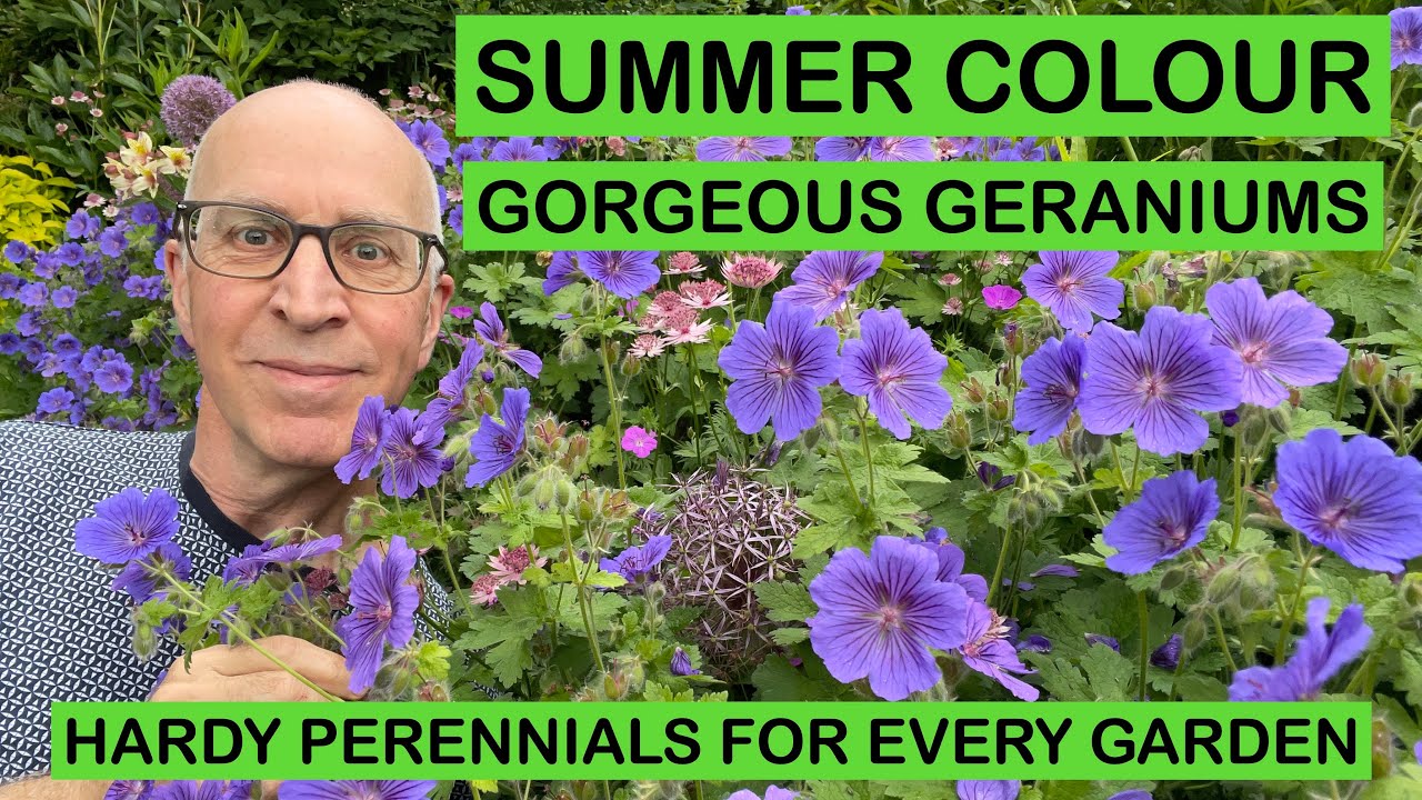 Discover the Beauty of Hardy Geraniums: A Guide to Vibrant Perennials ...