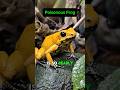 This Frog Gets Its Poison From an Unexpected Source #animalfacts #frog #shorts