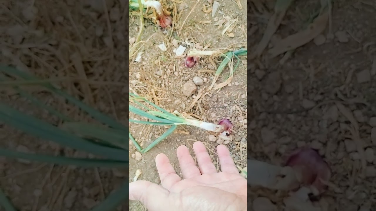 Għaliex niksru l-basal?