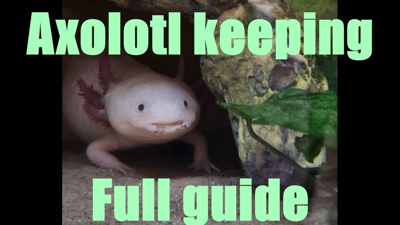 How to keep axolotls, a description of our 2 year journey YouTube