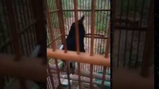 Download Lagu suara burung kacer latihan MP3