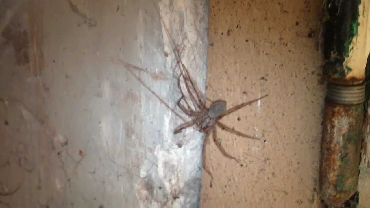 Tégénaire VS Pholcus