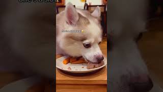 Alaskan Klee Kai Gourmet Dinner 🍽️ | Tiny Husky Eats Like a Queen