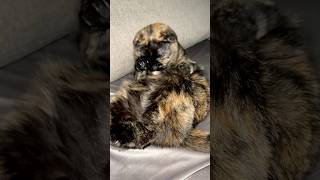 Cat #ladycat7 #animallife #cat #animalsvideo #kitten #animalworld #kitty #kotka