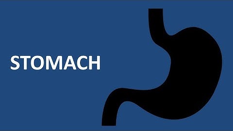 Stomach (Part-01). Prof. Dr. Md. Ashfaqur Rahman