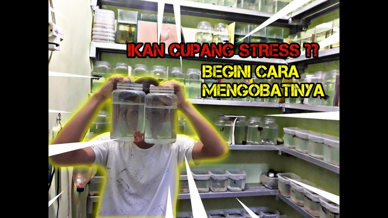 Cara mengobati ikan cupang stress sampai sembuh total 