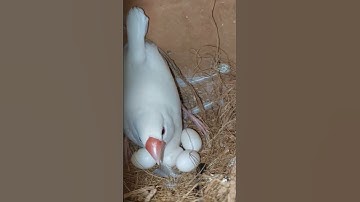 Java sparrow birds  #Javabirds #birds #eggs #shorts