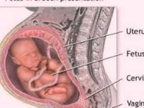 Video: Kelenjar Pituitari: Anatomi, Fungsi, Diagram, Keadaan, Petua Kesihatan