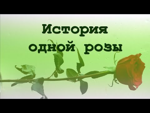 История одной розы