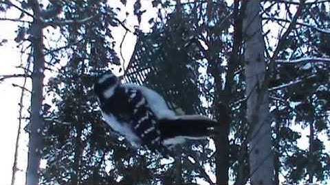 Audio Visual Catnip- December Of 2014