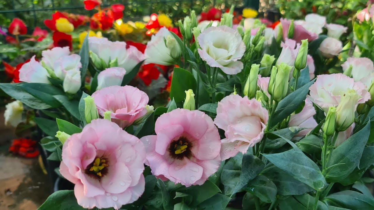 Yıldız Botanik Çiçek Turu ile Gelin Gibi Beyaz Ortancalar, Liseli Kız ve Daha Neler Neler