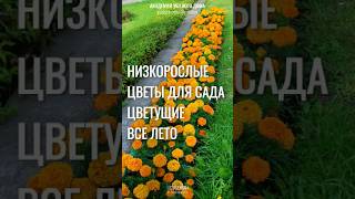 #Низкорослые ЦВЕТЫ ДЛЯ САДА цветущие все лето Самые красивые БОРДЮРНЫЕ ЦВЕТЫ #цветы #сад #уют