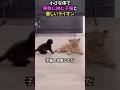 小さな体で果敢に挑む子猫と優しいライオン#猫 #猫動画 #猫のいる暮らし