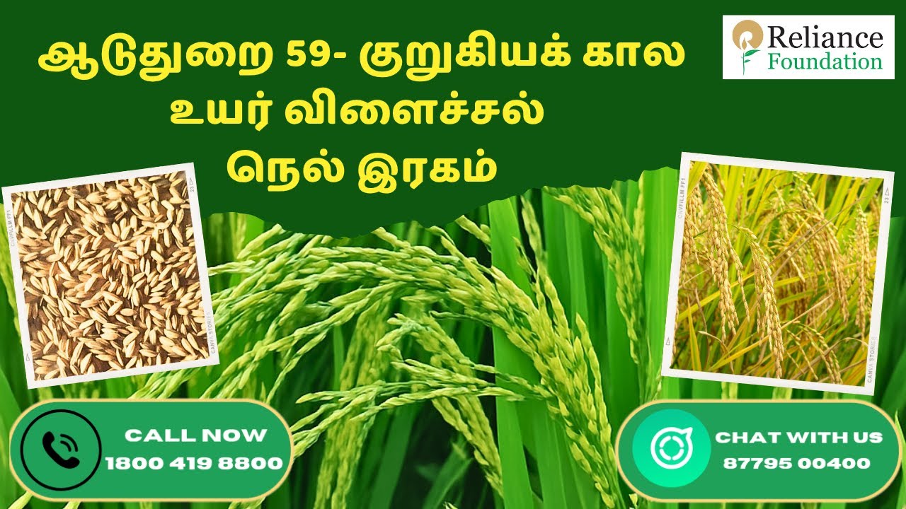 ஆடுதுறை 59- குறுகிய கால உயர் விளைச்சல் நெல் ரகம் | High-yielding rice ...