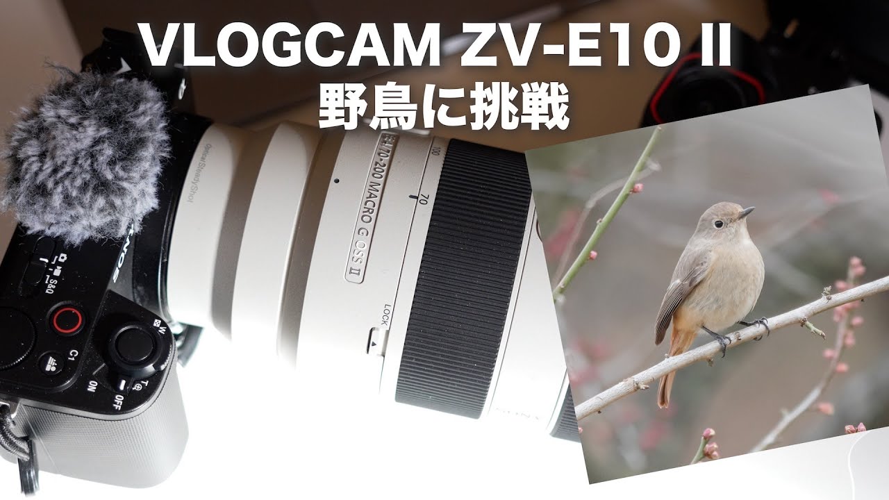 ZV-E10IIのAF性能はどう？？】今度はVLOGカメラで野鳥を撮る！ レンズ