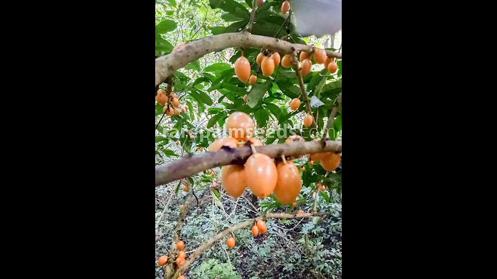 S. Mandelker PhD: Levels of Knowing (Discovery beyond Pride)