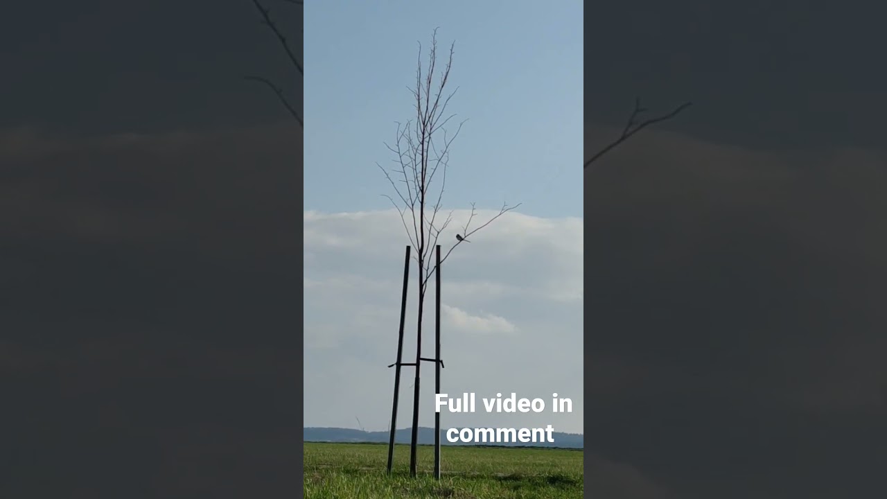 Singing bird on the tree 