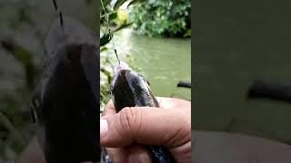 The fish went crazy when reeled in #shorts #mulletfishing #fishinghook