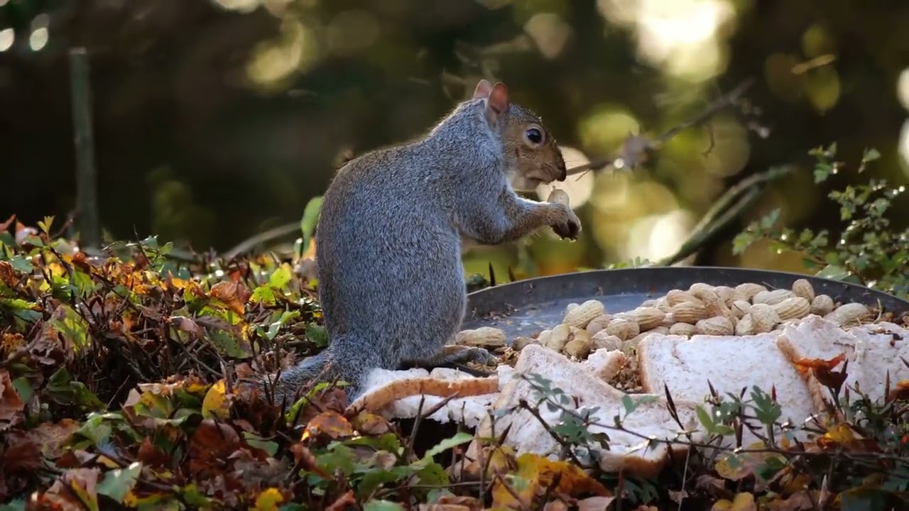 Amazing Squirrel facts you (probably) didn't know.