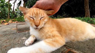 公園で寝ていた野良猫を撫でると起きて懐いて来た