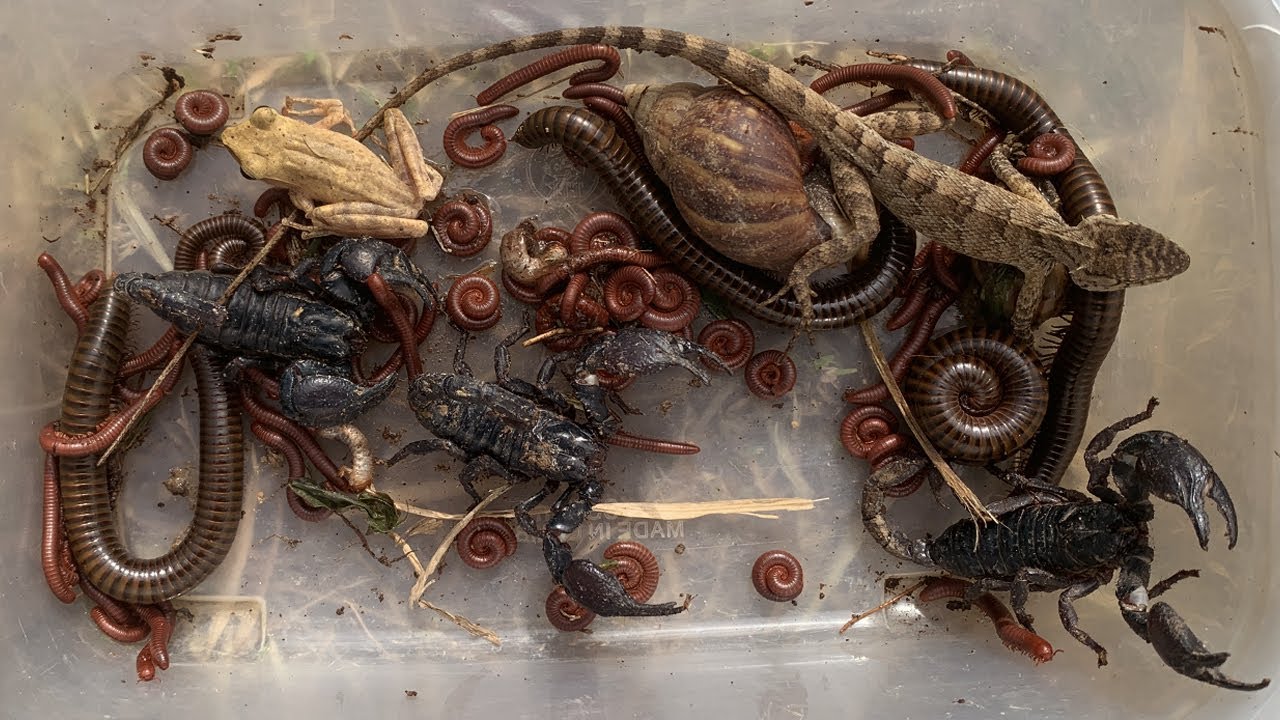 Great Hunt Exotic Insects, Small Red Millipedes, Tree Frog, Larvae, lizard, Snails, Black Scorpion