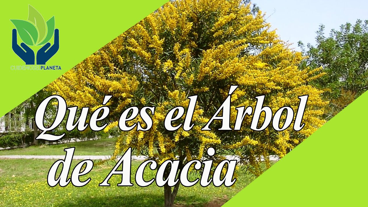 veredicto regular Inhalar Acacia: todo lo que necesitas saber sobre estos árboles - YouTube